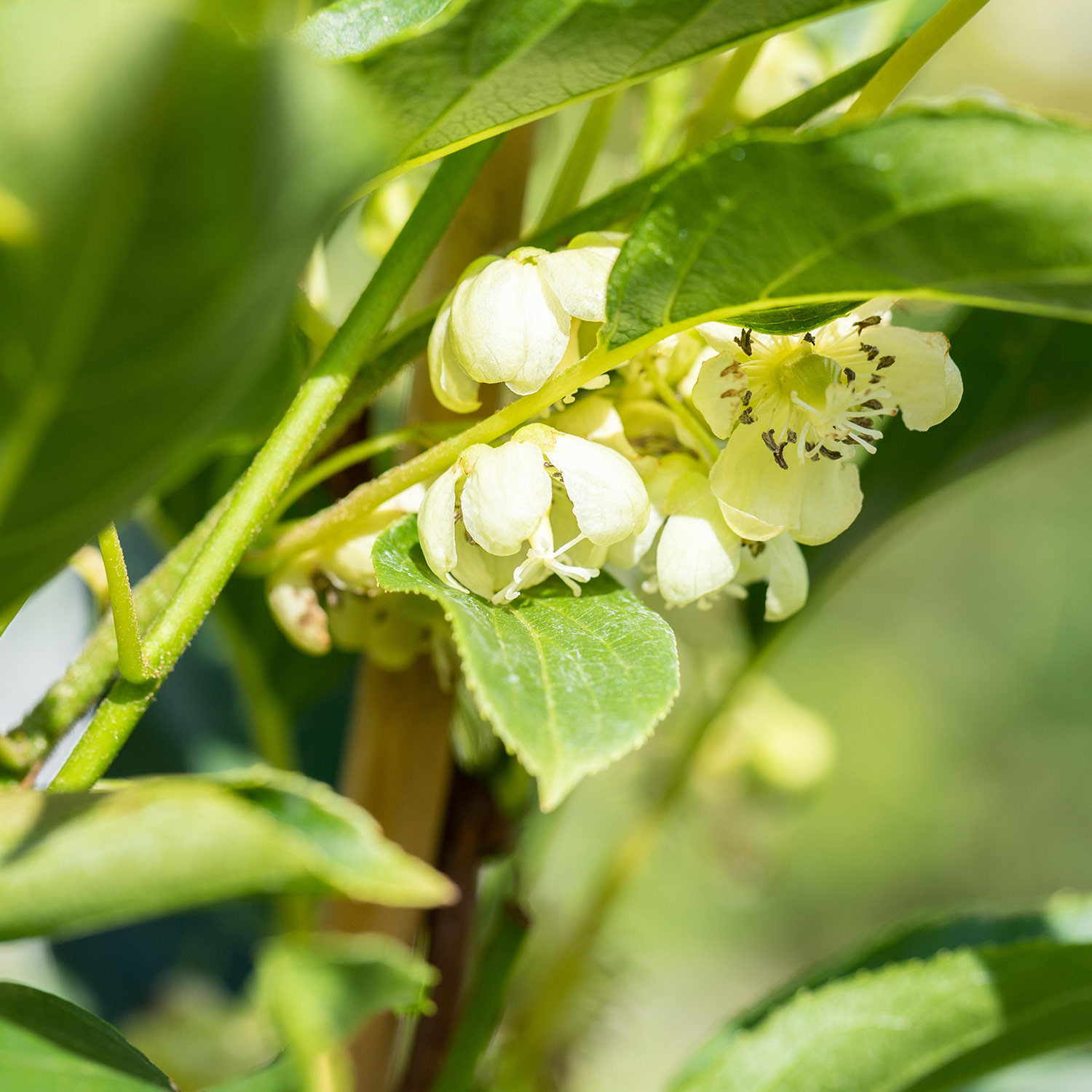 Befruchter-Kiwi 'Prince Jumbo'