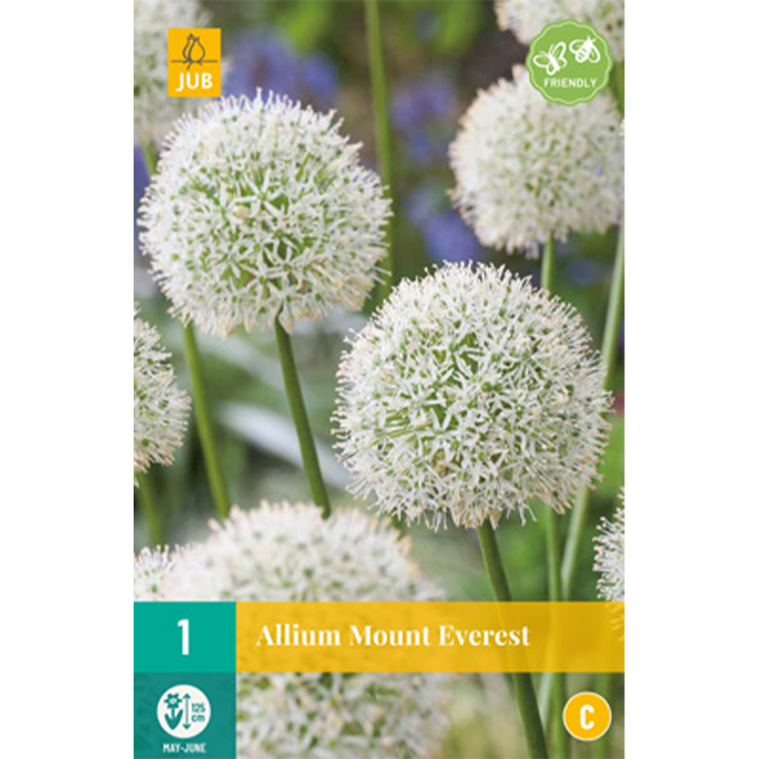 Allium 'Mount Everest' - 1 Stück