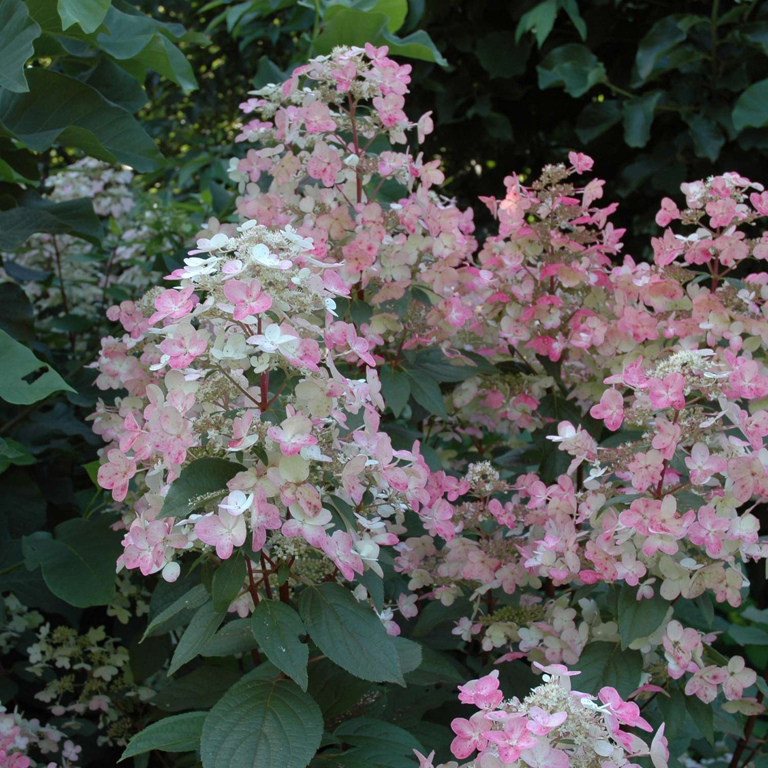 Rispenhortensie 'Wim's Red®'