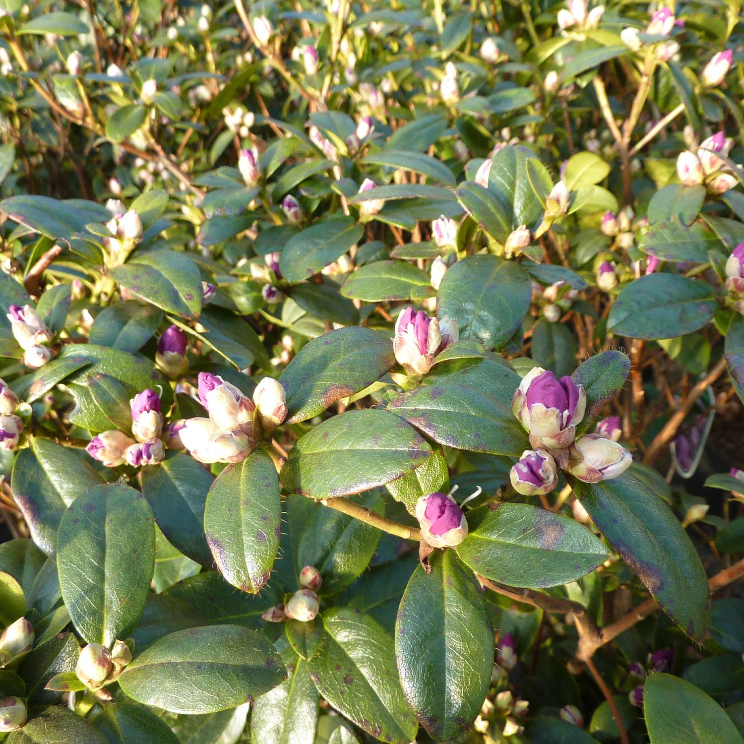 Zwerg-Rhododendron 'Praecox'