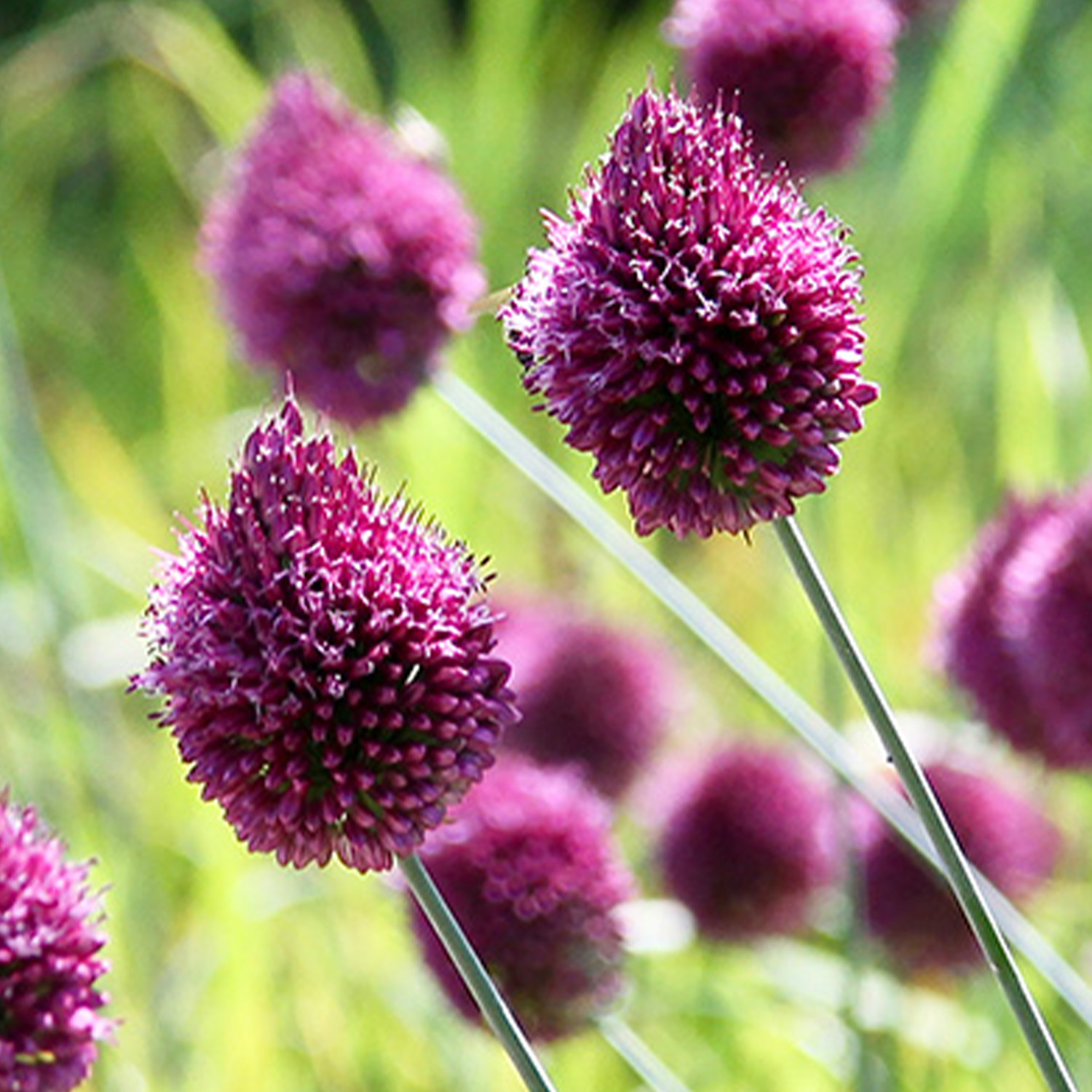 Allium sphaerocephalon 'Bicolor' (Kugellauch) - 25 Stück