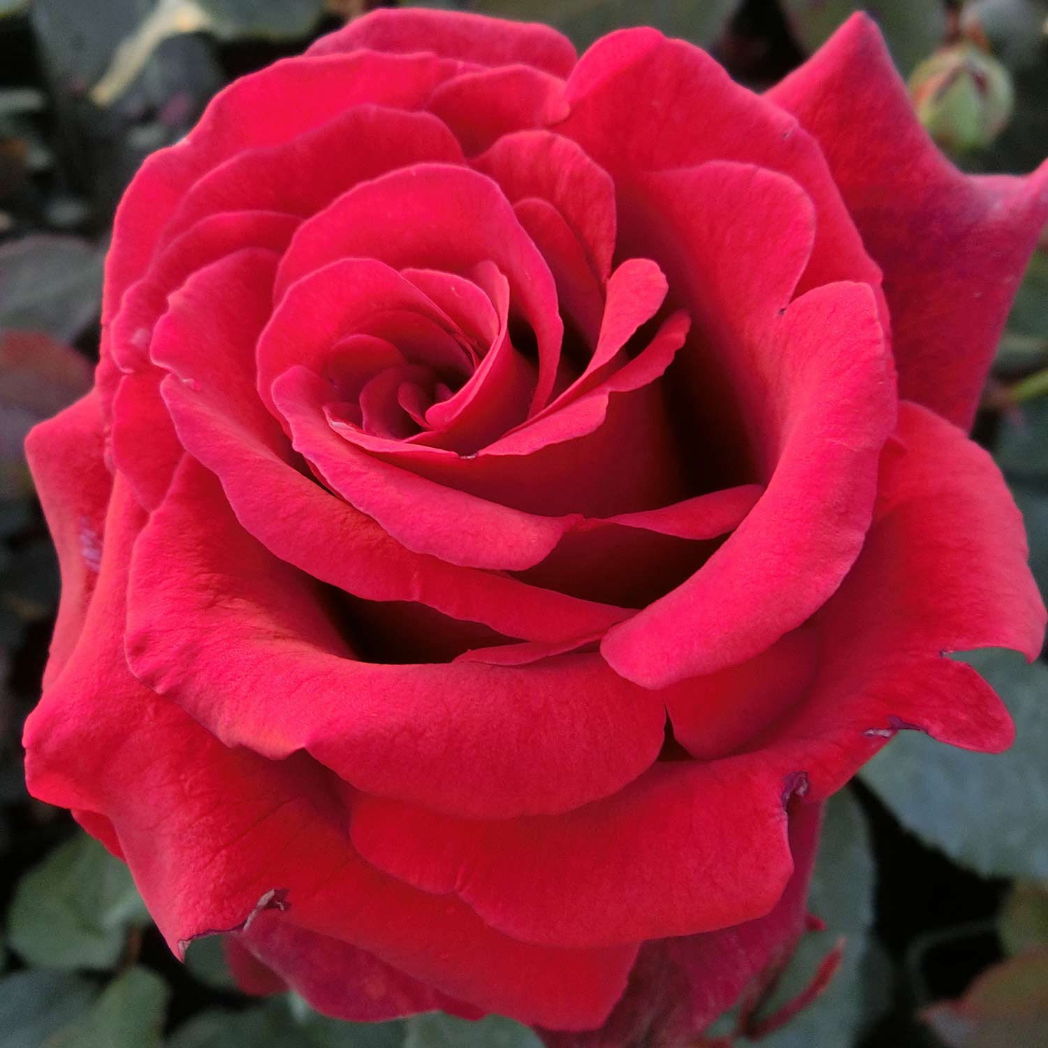 Edelrose 'Duftzauber '84®'