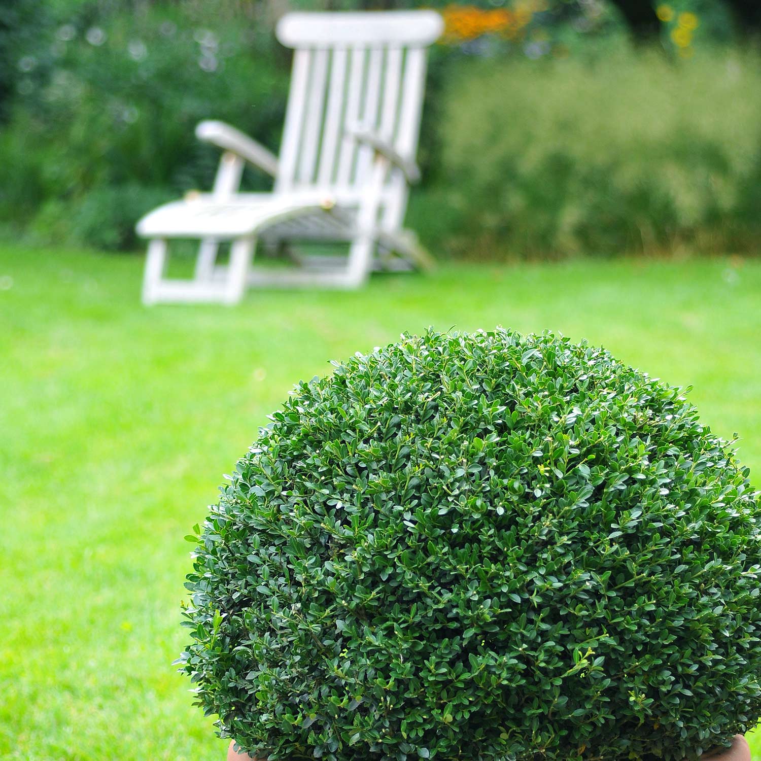 Ilex 'Dark Green®'