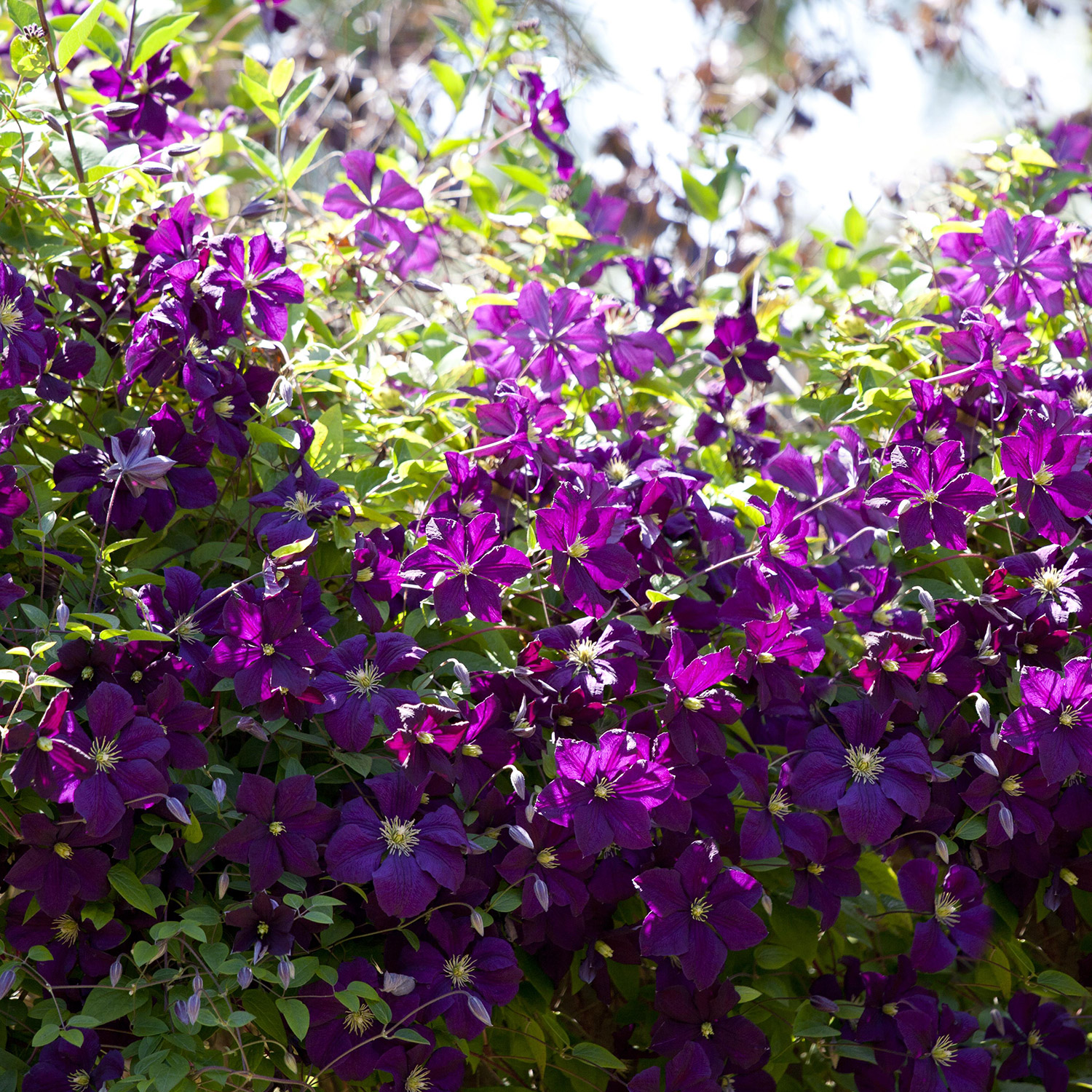 Clematis 'Etoile Violette'