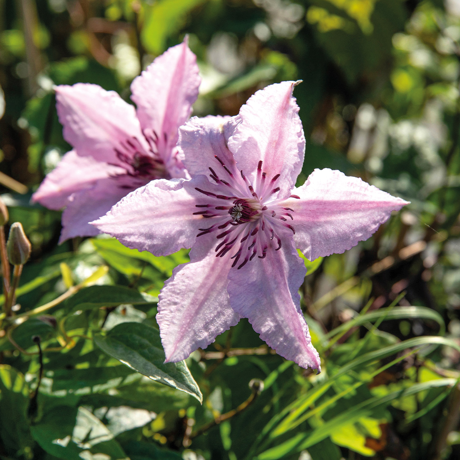 Clematis 'John Paul II'