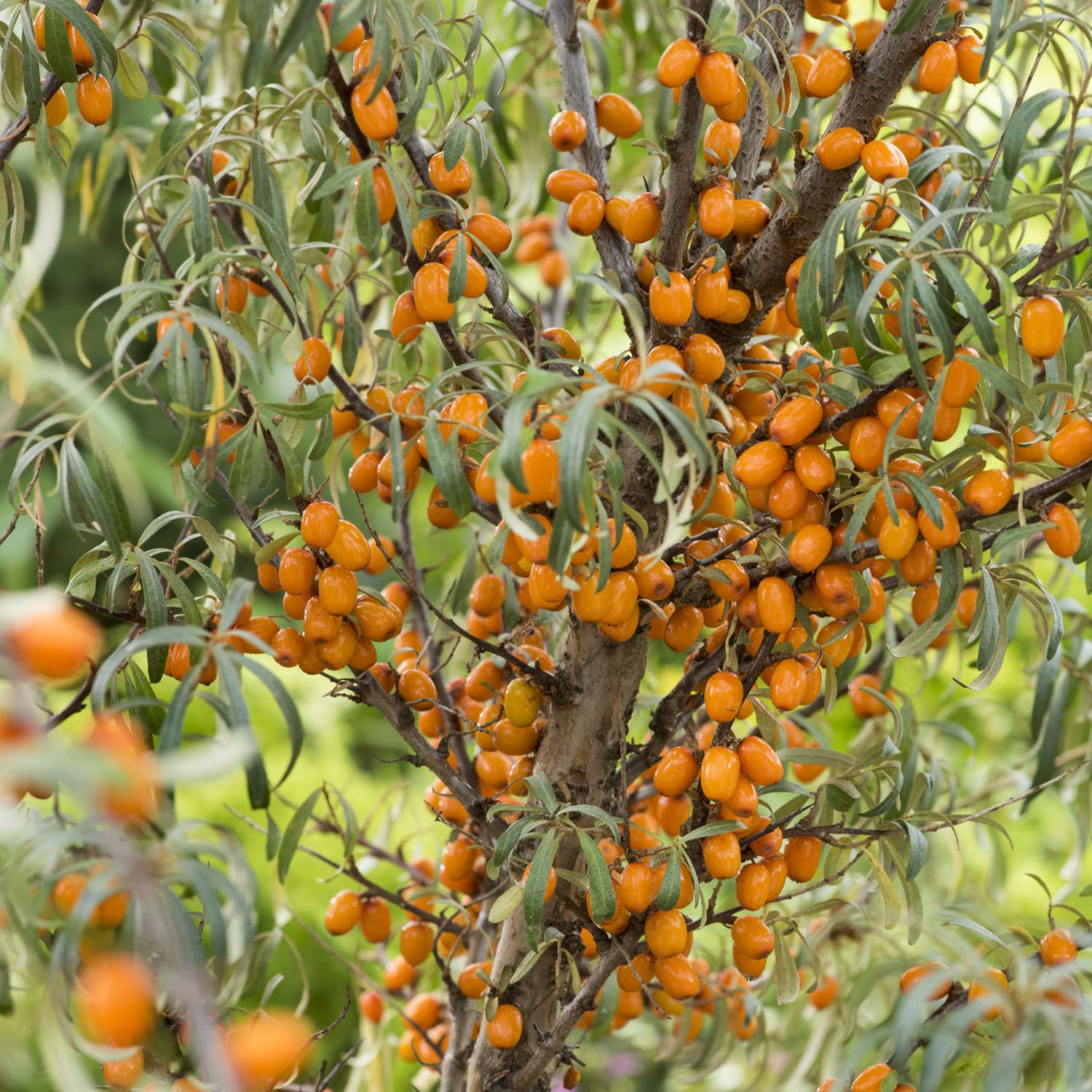 Sanddorn weiblich 'Frugana'