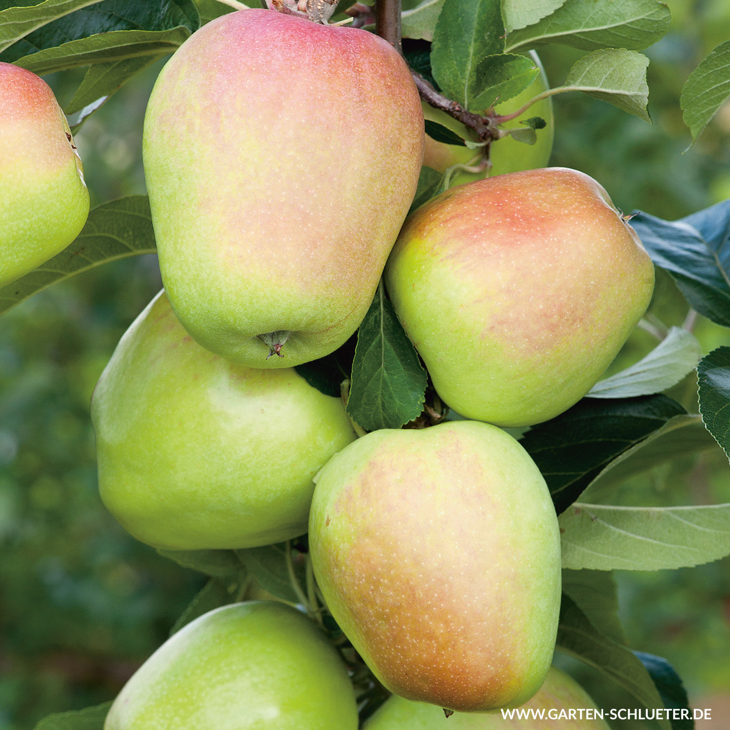 Apfel 'Weißer Winterglockenapfel