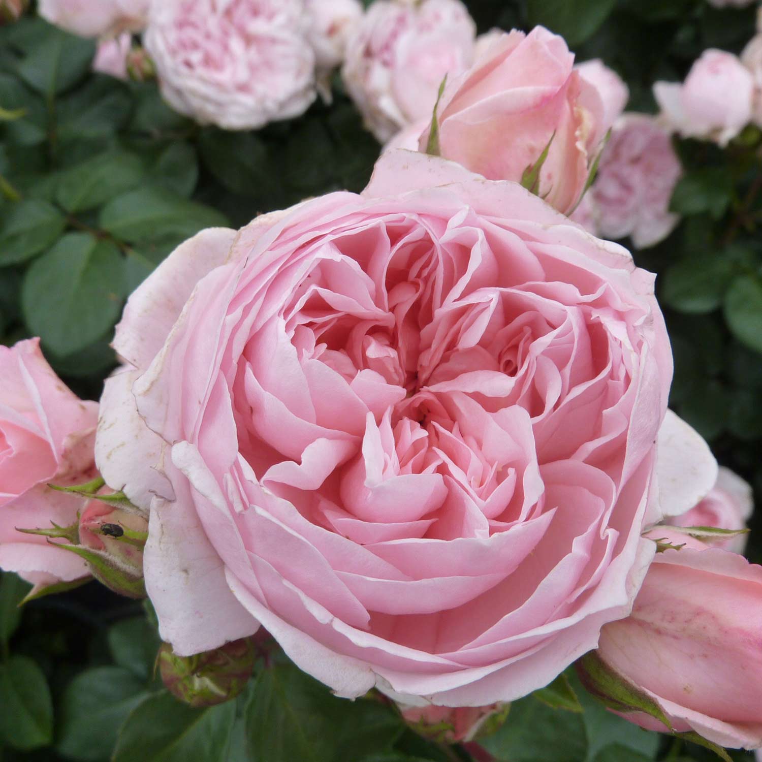 Nostalgische Strauchrose 'Cinderella®'