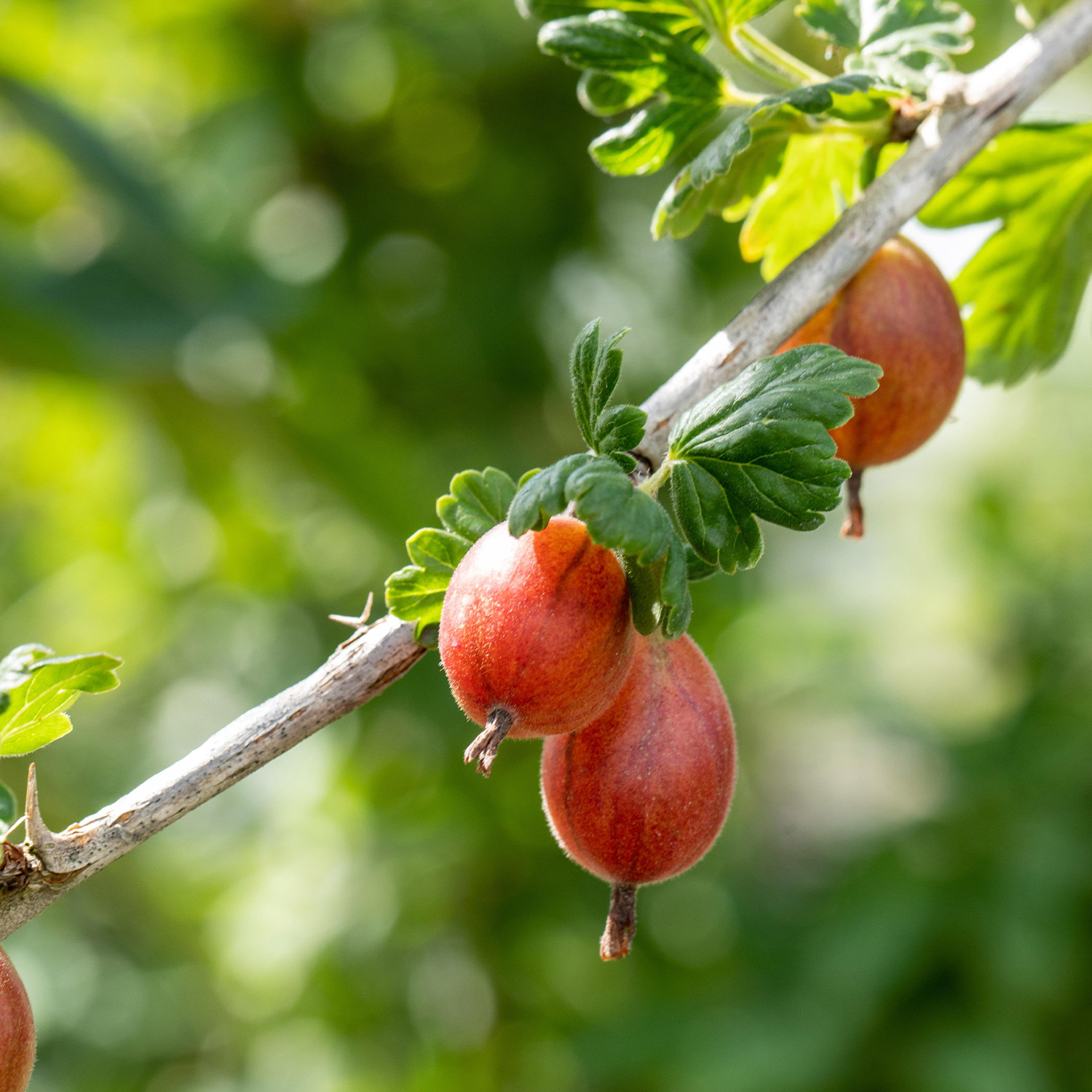 Rote Stachelbeere 'Roko'