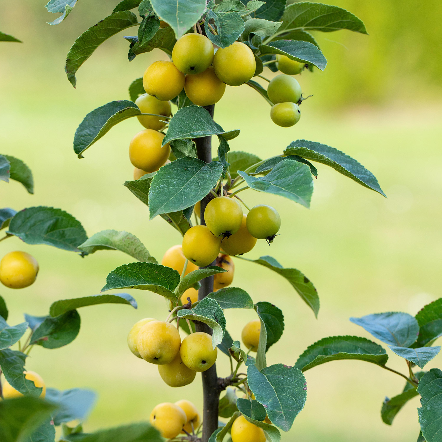 Zierapfel 'Golden Hornet'