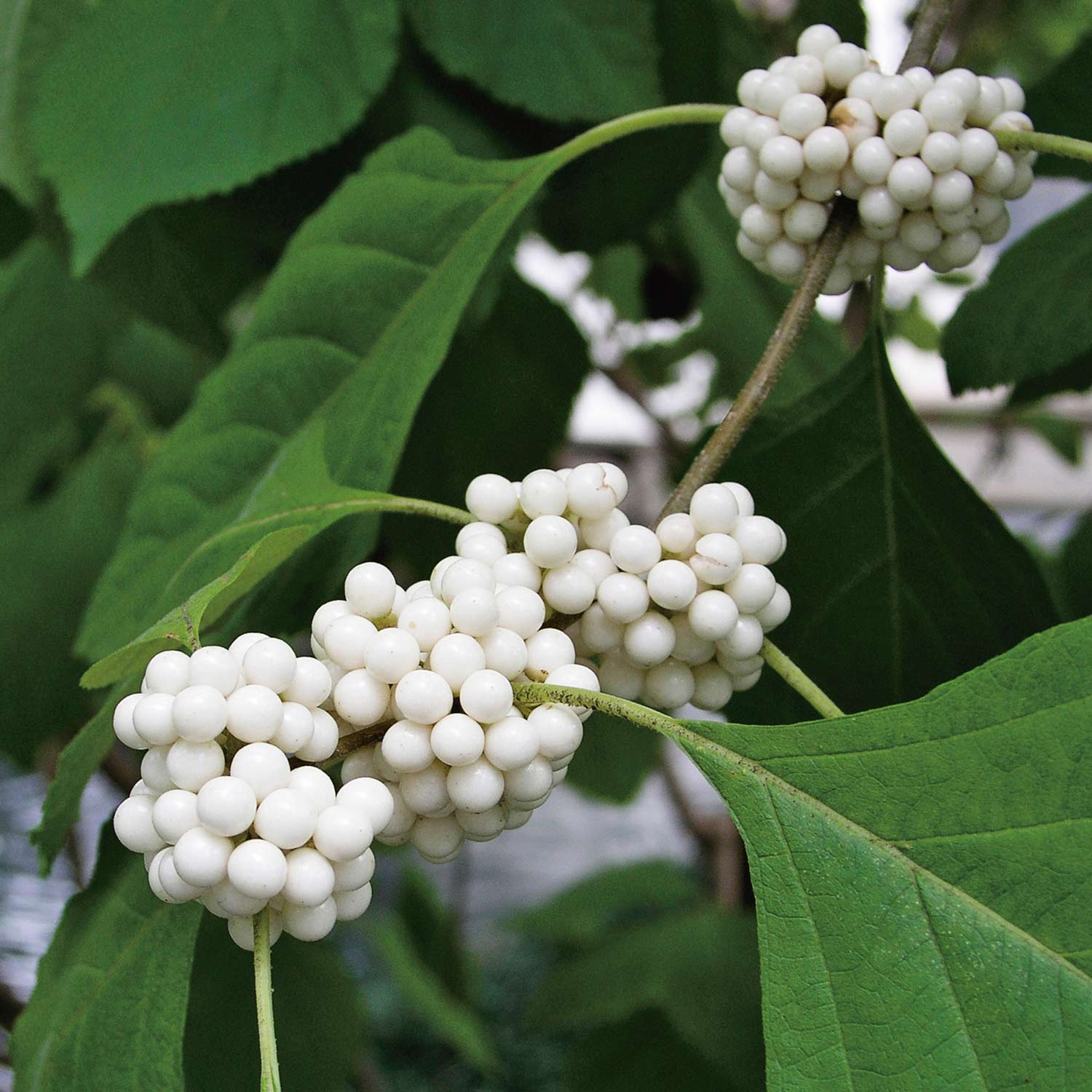 Japanische Schönfrucht 'Leucocarpa'