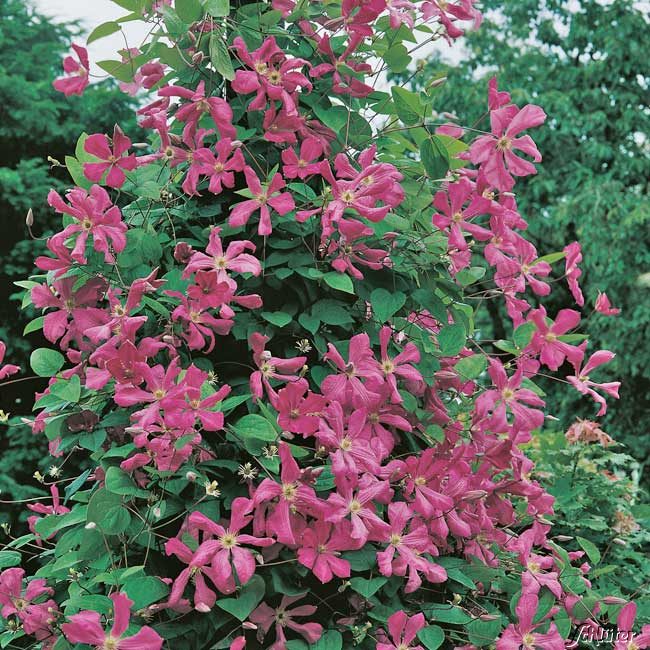 Clematis 'Kermesina'