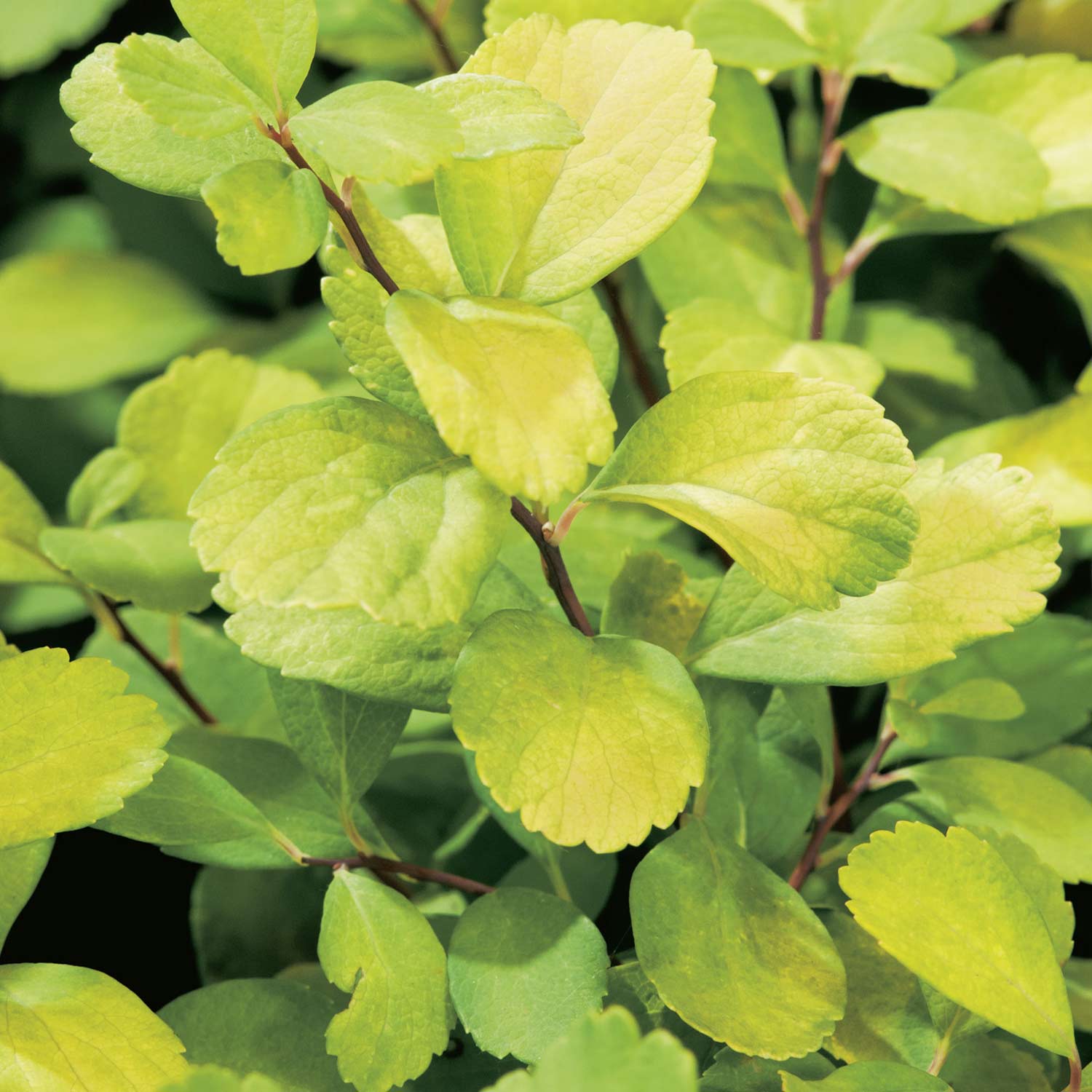 Kategorie <b>Produkt ohne Kategoriezuordnung </b> - Birkenblättrige Spiere &#039;Tor Gold&#039; 0,5 Liter, 10 - 30 cm Liefergröße: 10 - 30 cm - Spiraea betulifolia &#039;Tor Gold&#039;