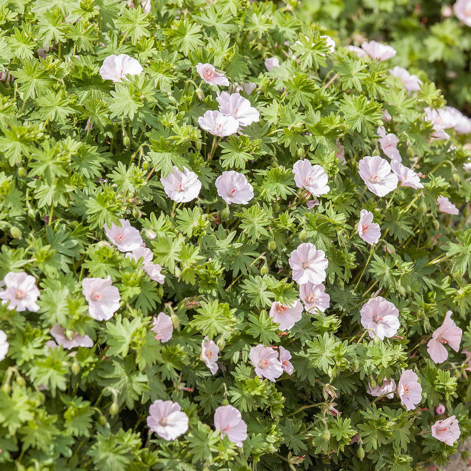 Storchschnabel 'Apfelblüte'