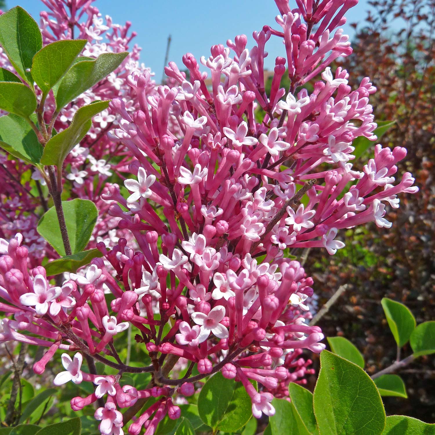 Kategorie <b>Produkt ohne Kategoriezuordnung </b> - Zwerg-Duftflieder &#039;Tinkerbelle®&#039;, 3 Liter, 40 - 60 cm Liefergröße: 40 - 60 cm - Syringa &#039;Tinkerbelle®&#039;