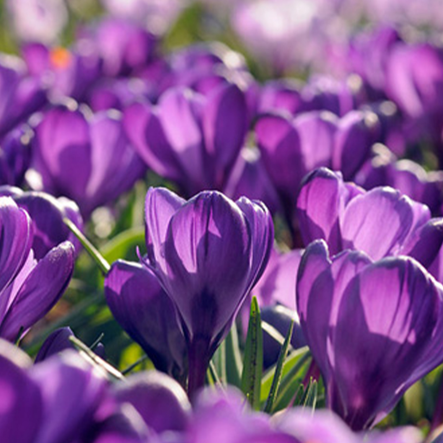 Großblumige Krokusse 'Flower Record' - 10 Stück