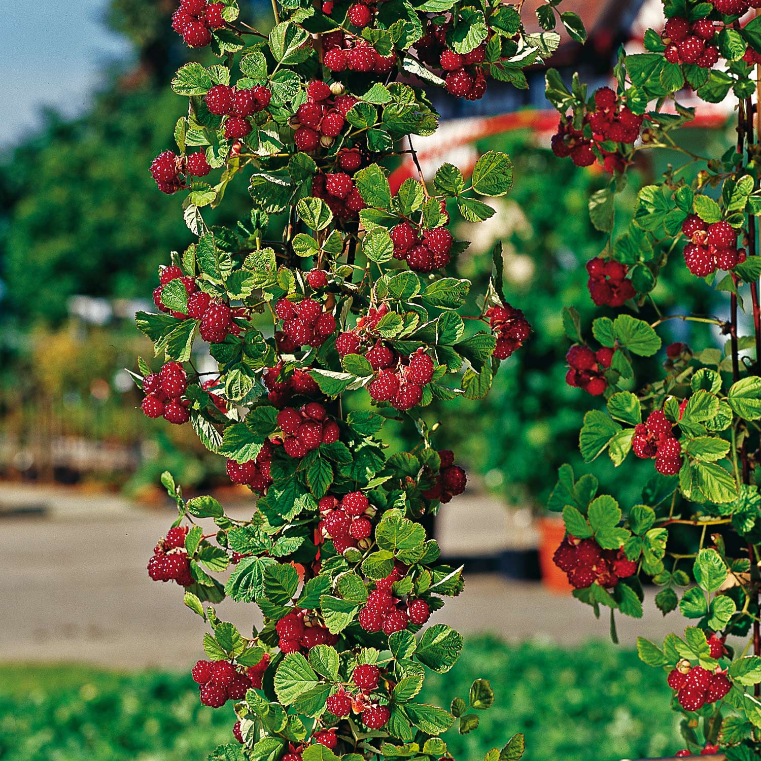 Herbsthimbeere 'Autumn First®'