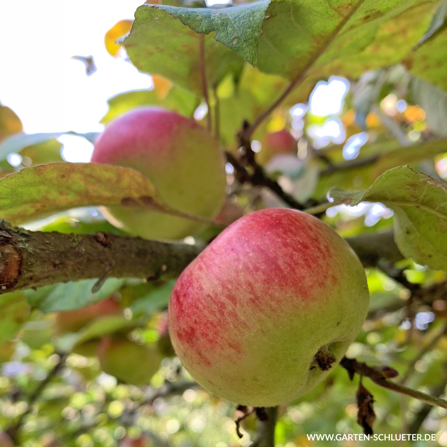 Apfel 'Prinz Albrecht von Preußen'  - Herbstapfel