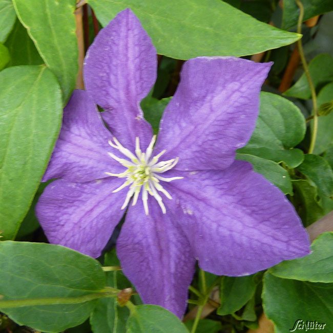 Clematis 'Polish Spirit'