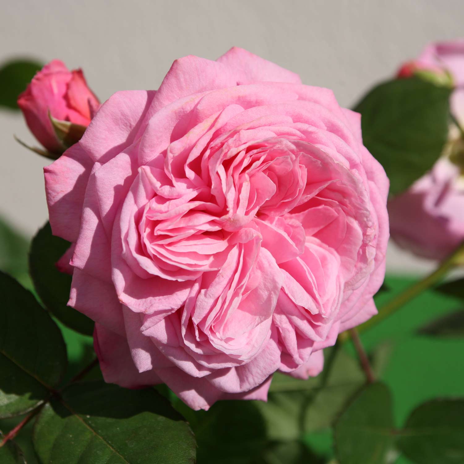 Beetrose 'Rosengräfin Marie Henriette'