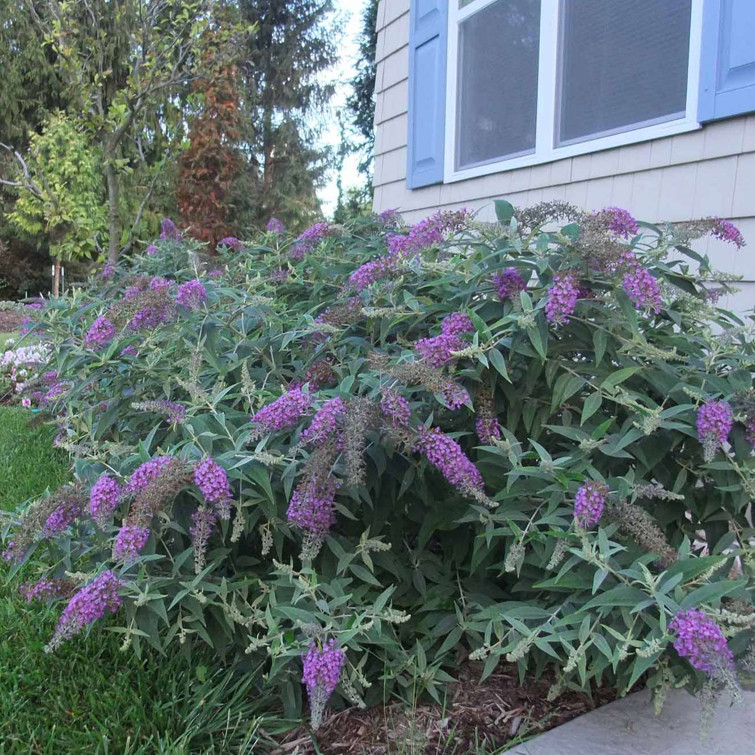 Zwerg-Schmetterlingsflieder 'Purple Chip'