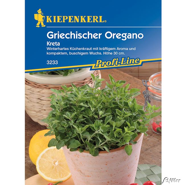 Griechischer Oregano 'Kreta'