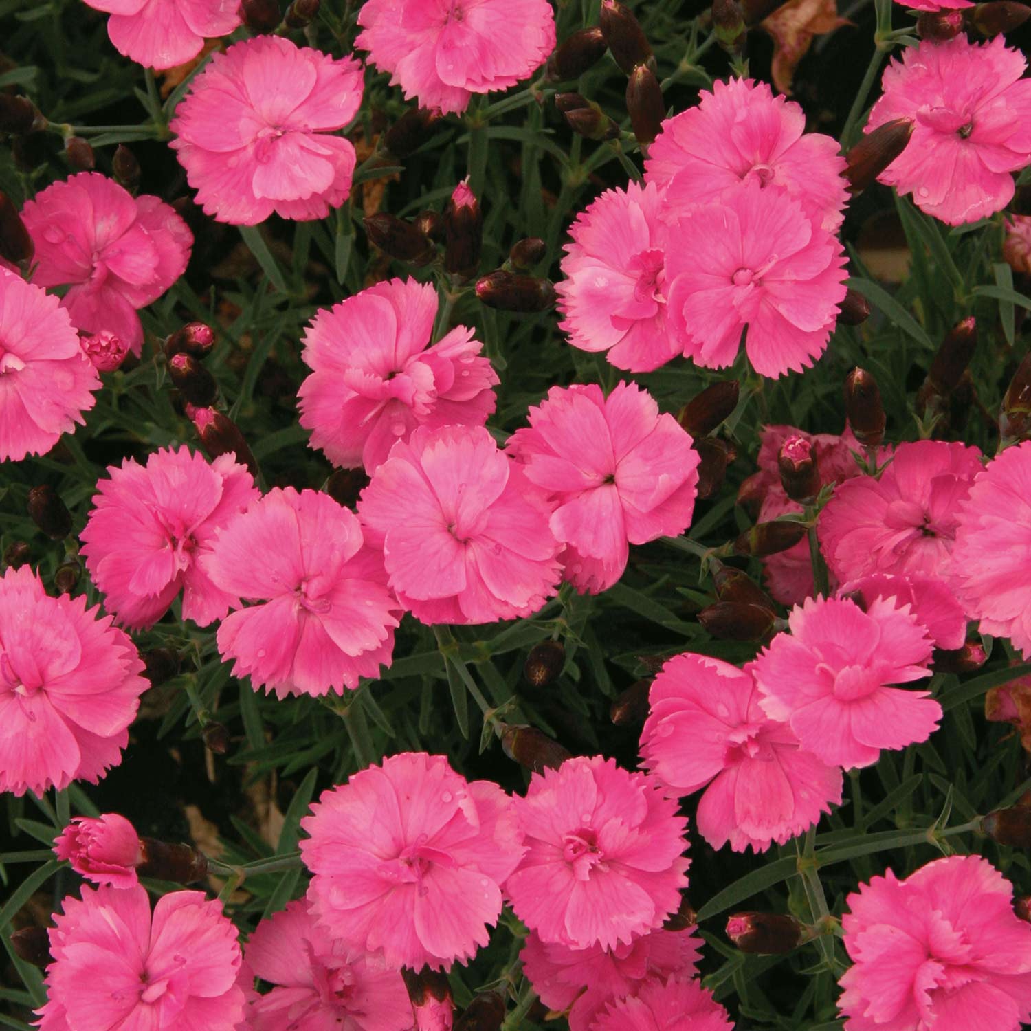 Federnelke 'Dinetta Pink'