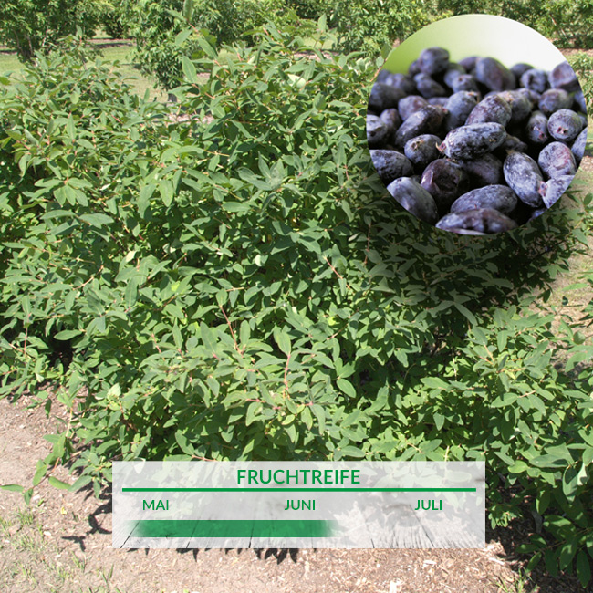 Sibirische Blaubeere 'Bakcarskaja'