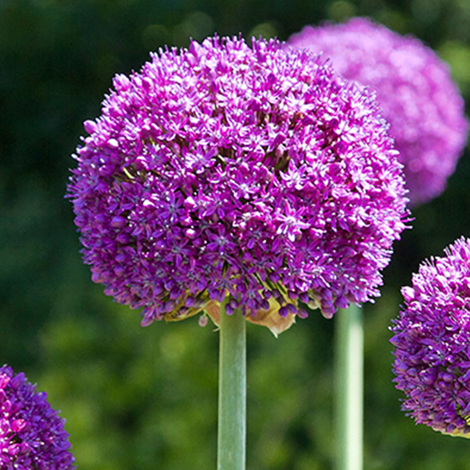 Allium 'Ambassador' - 1 Stück