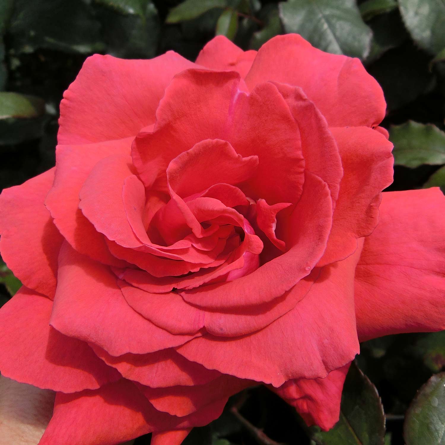 Edelrose 'Duftwolke®'