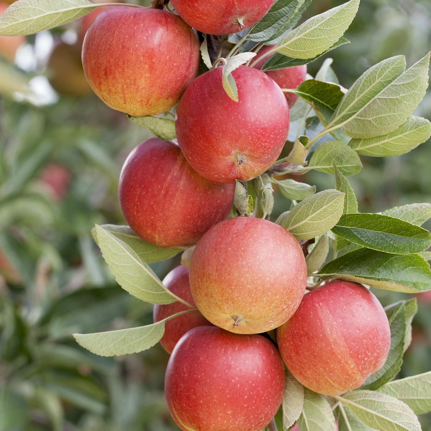 Kategorie <b>Produkt ohne Kategoriezuordnung </b> - Apfel &#039;Braeburn&#039;, 5 Liter, 80 - 100 cm Liefergröße: 80 - 100 cm - Malus &#039;Braeburn&#039;