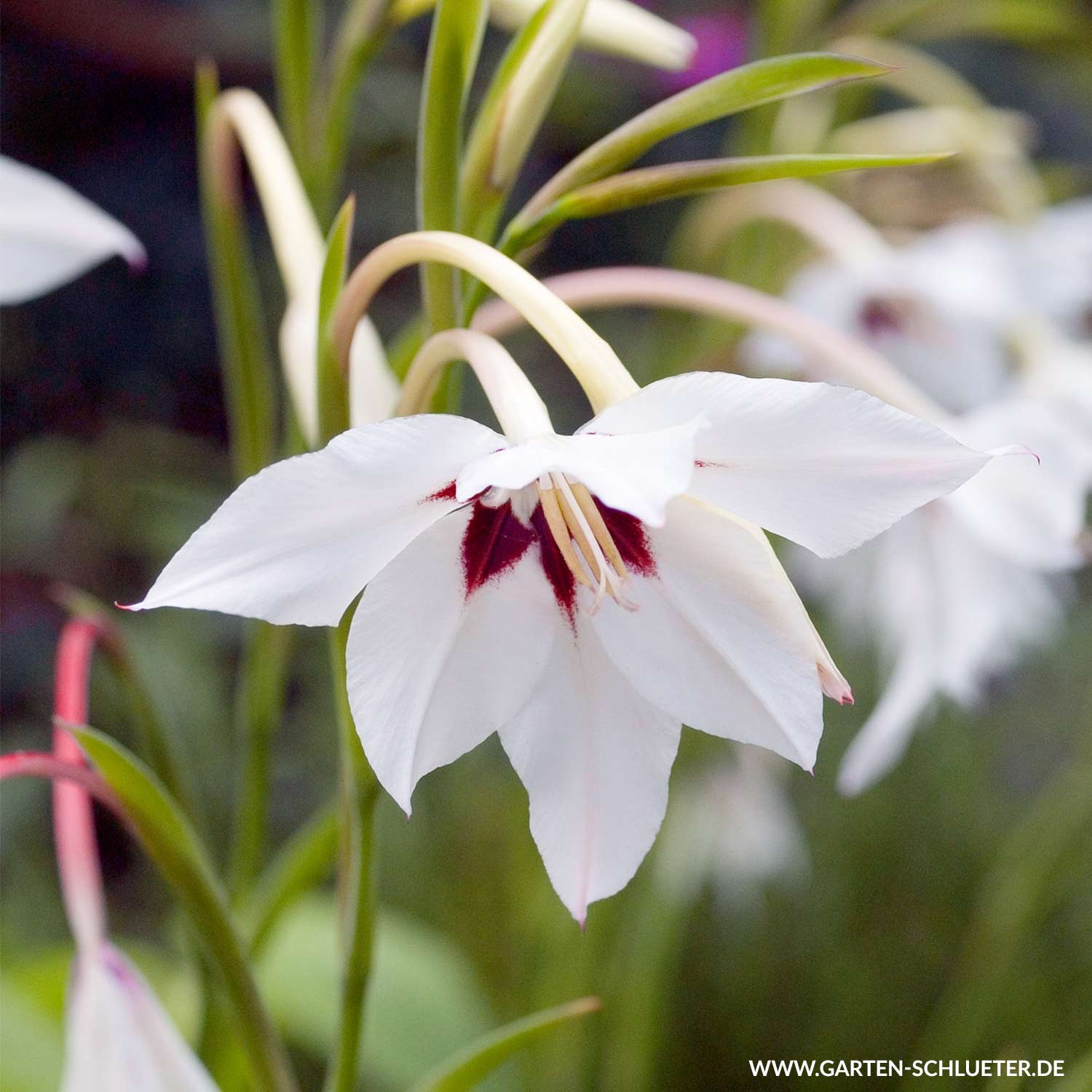 Abessinische Gladiole - 15 Stück