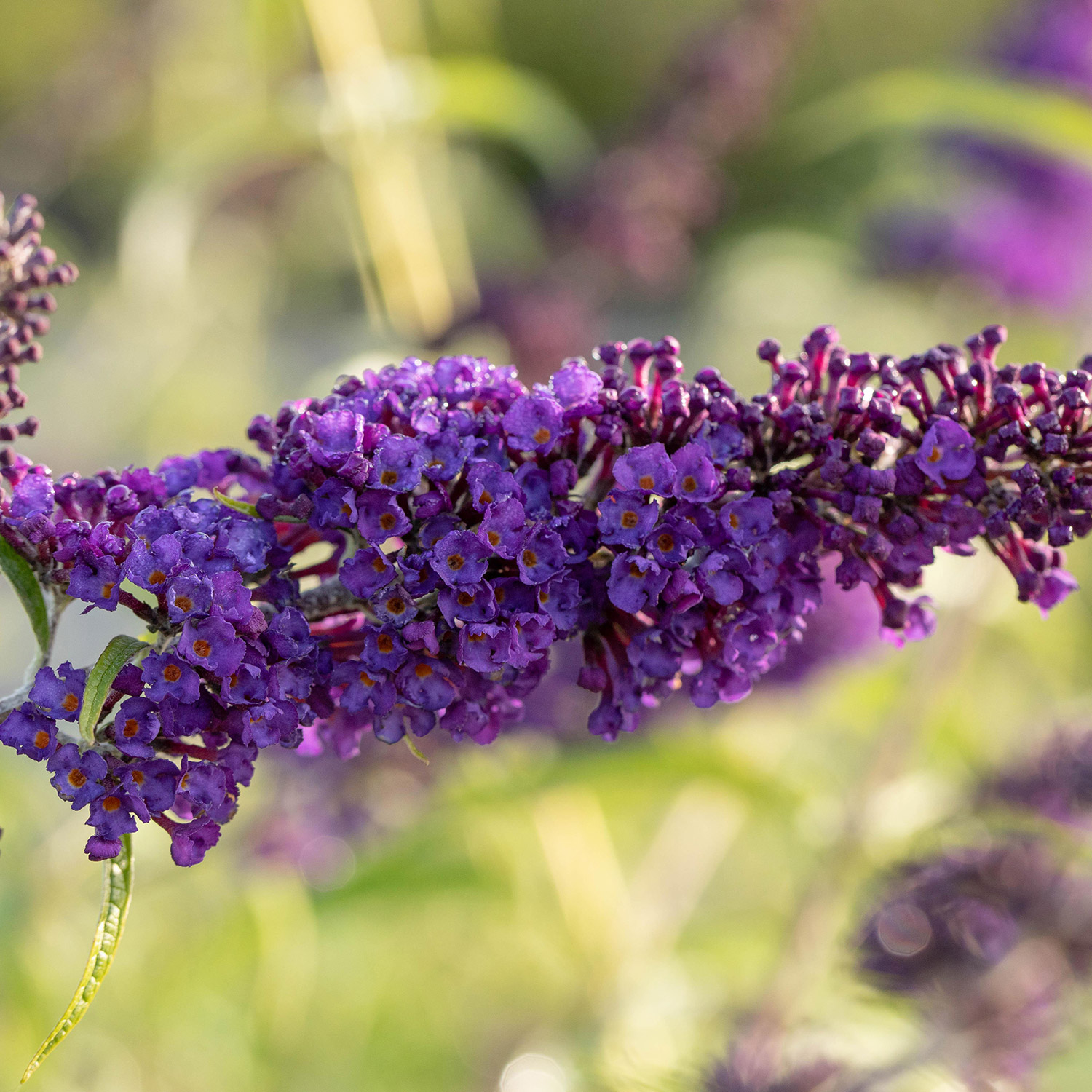 Schmetterlingsflieder 'Black Knight'