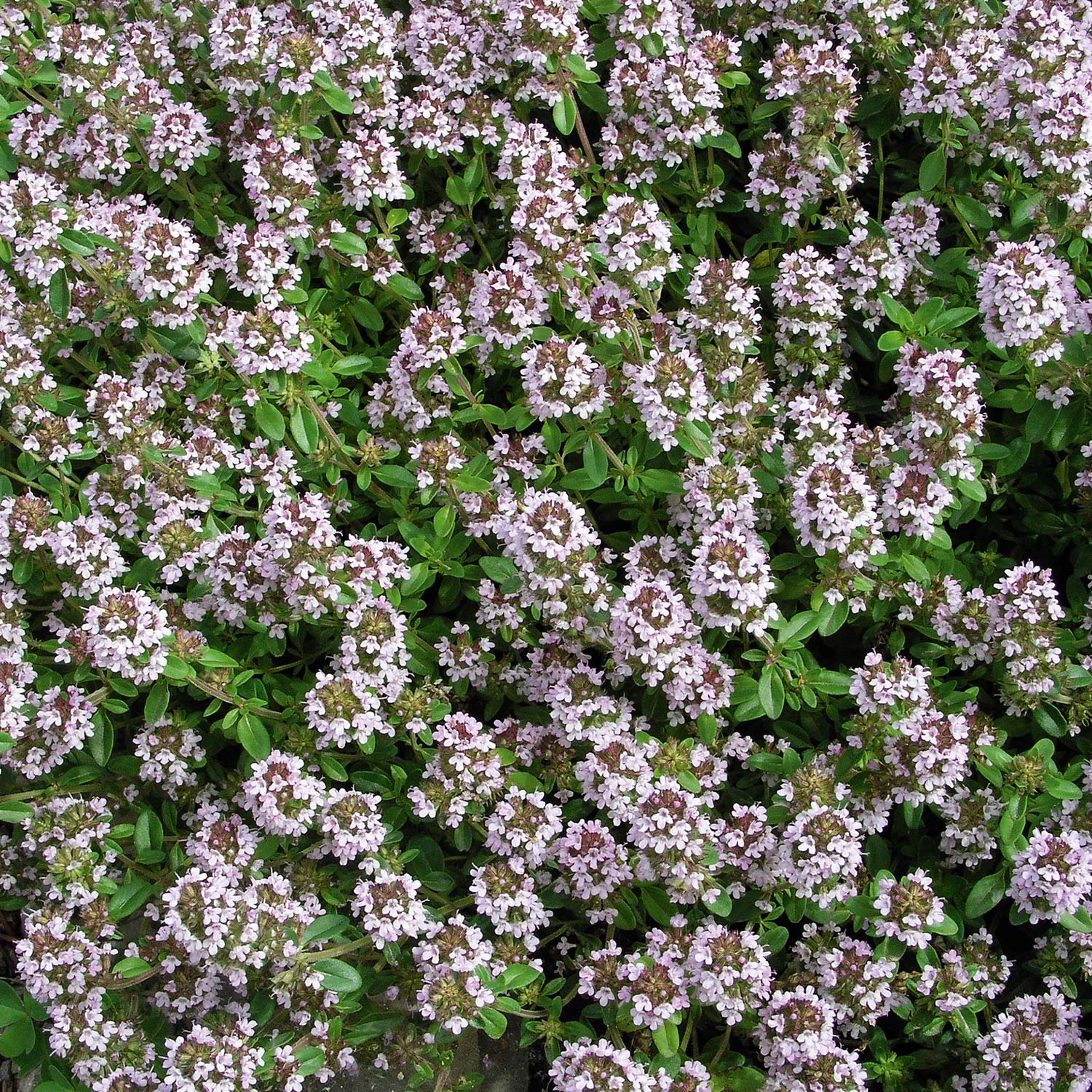 Thymian 'Orange Scent'