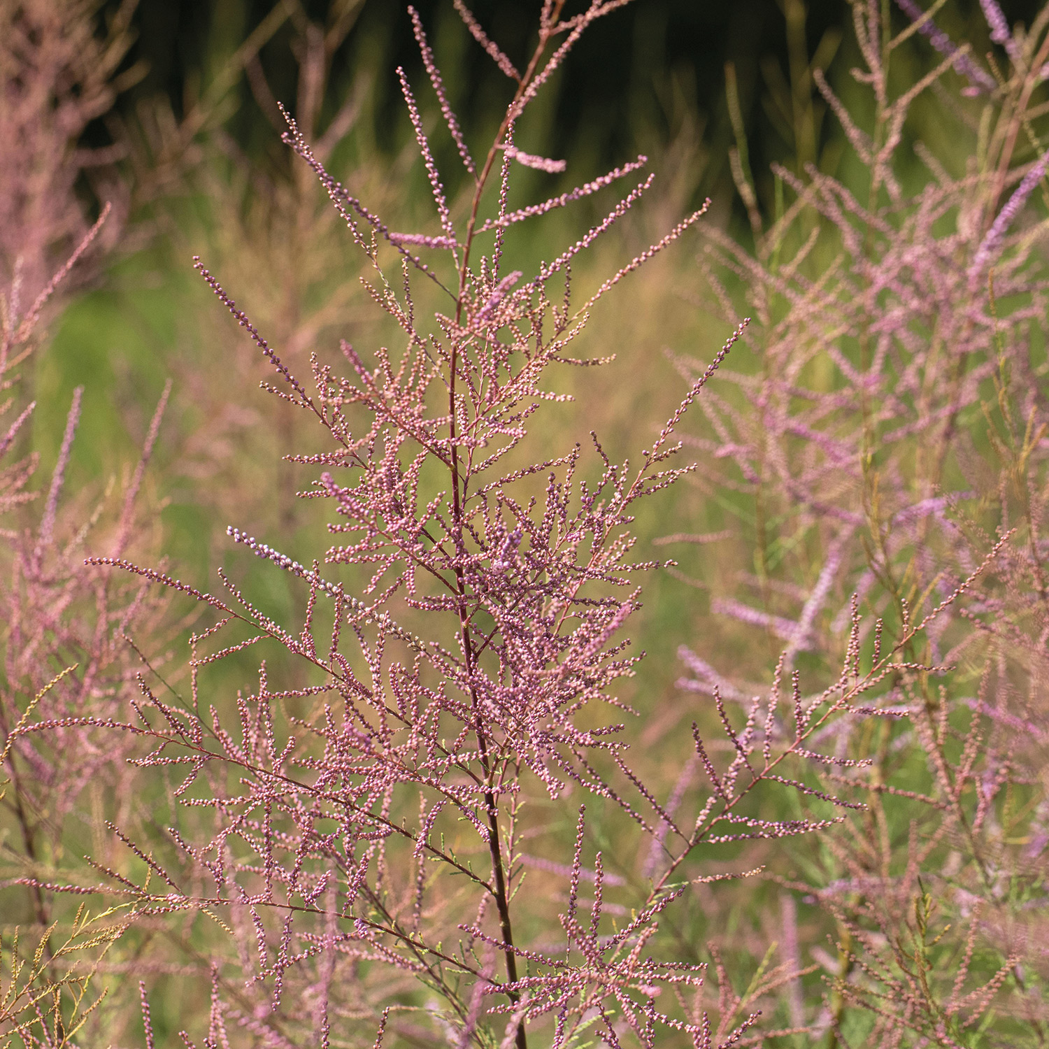 KaspischeTamariske 'Pink Cascade'