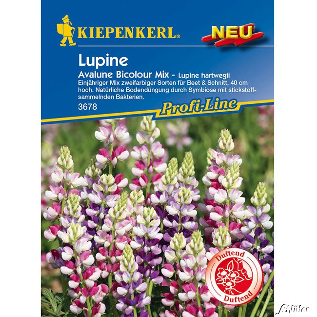 Lupine 'Avalune Bicolour Mix'