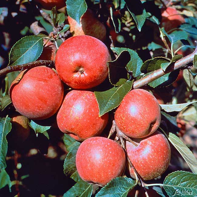 Kategorie <b>Produkt ohne Kategoriezuordnung </b> - Apfel &#039;Roter Berlepsch&#039;, 5 Liter, 80 - 100 cm Liefergröße: 80 - 100 cm - Malus &#039;Roter Berlepsch&#039;