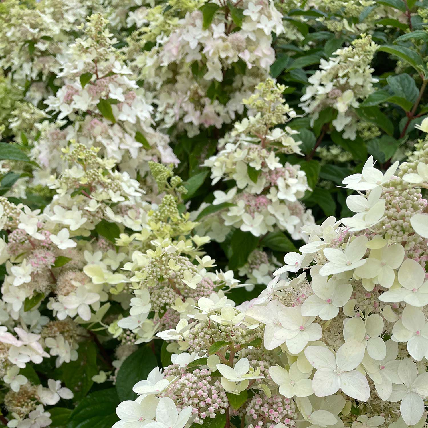 Rispenhortensie 'Confetti' -