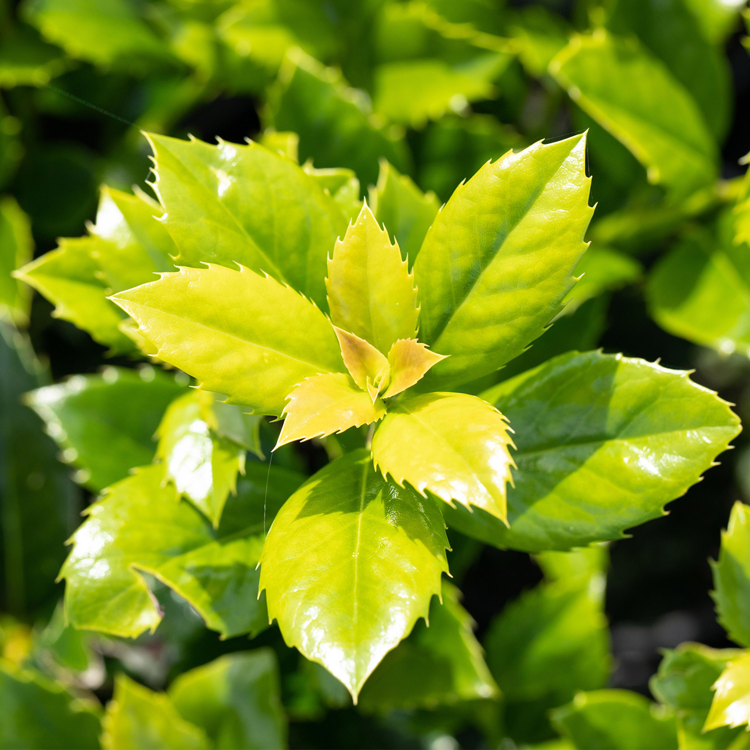 Stechpalme - Ilex 'Heckenfee'