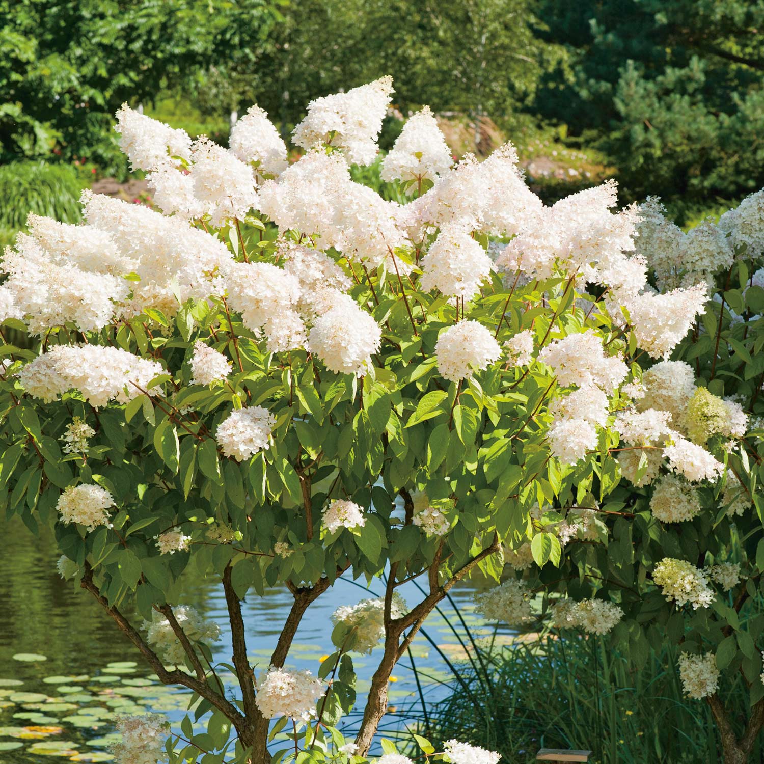 Rispenhortensie 'Grandiflora' - Der Klassiker