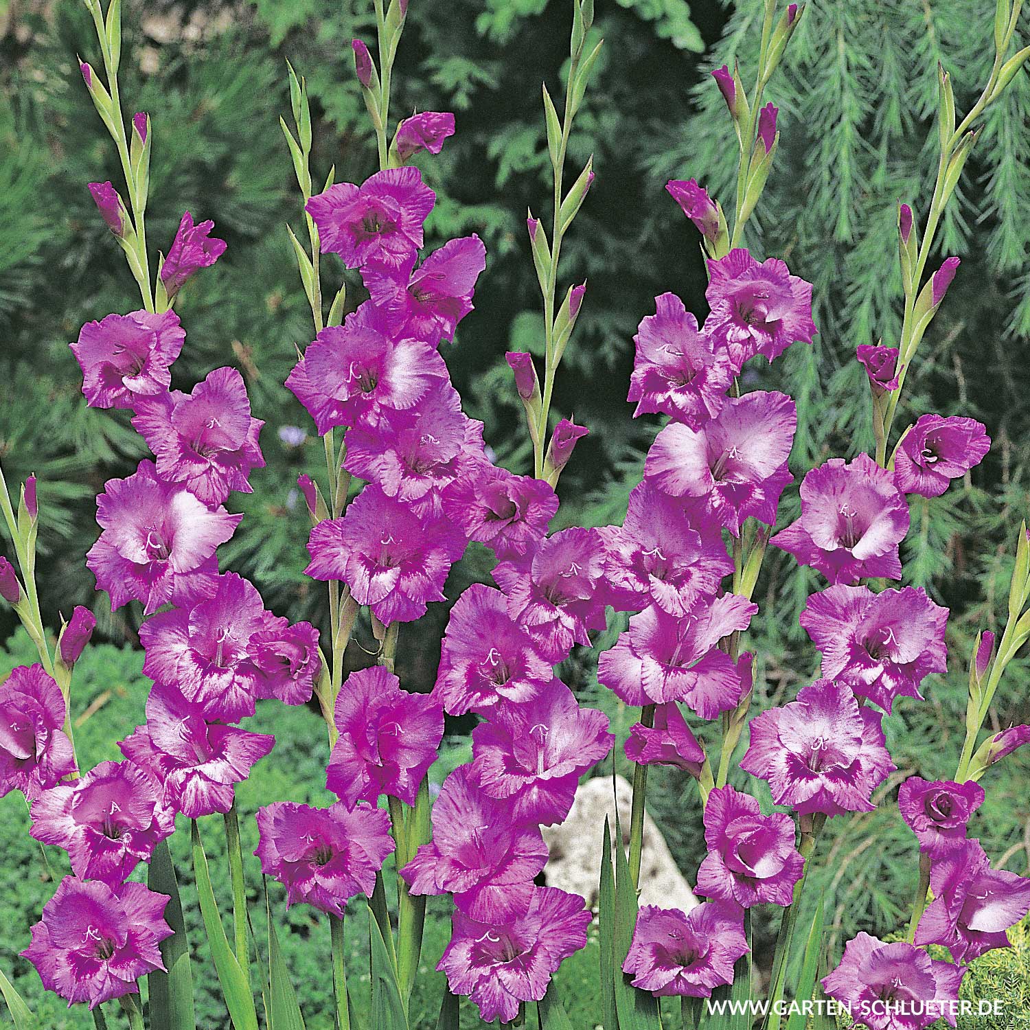 Schmetterlings-Gladiole 'Blue Star' - 10 Stück