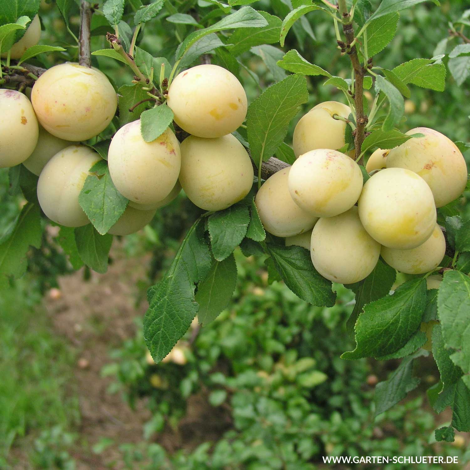 Mirabelle 'Bellamira®'