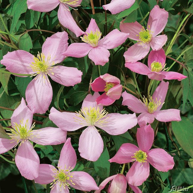 Clematis 'Fragrant Spring'