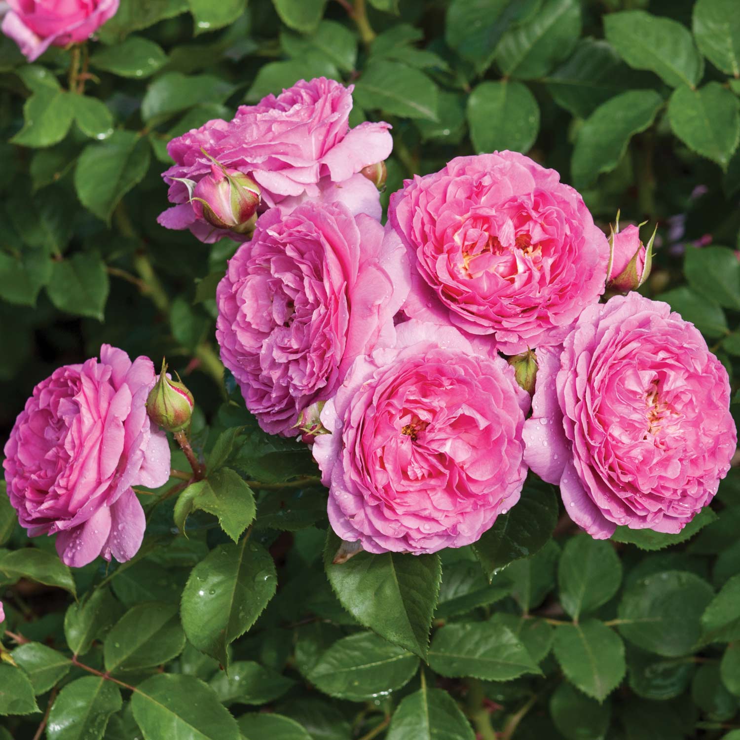 Essbare Rose 'Renée van Wegberg®'