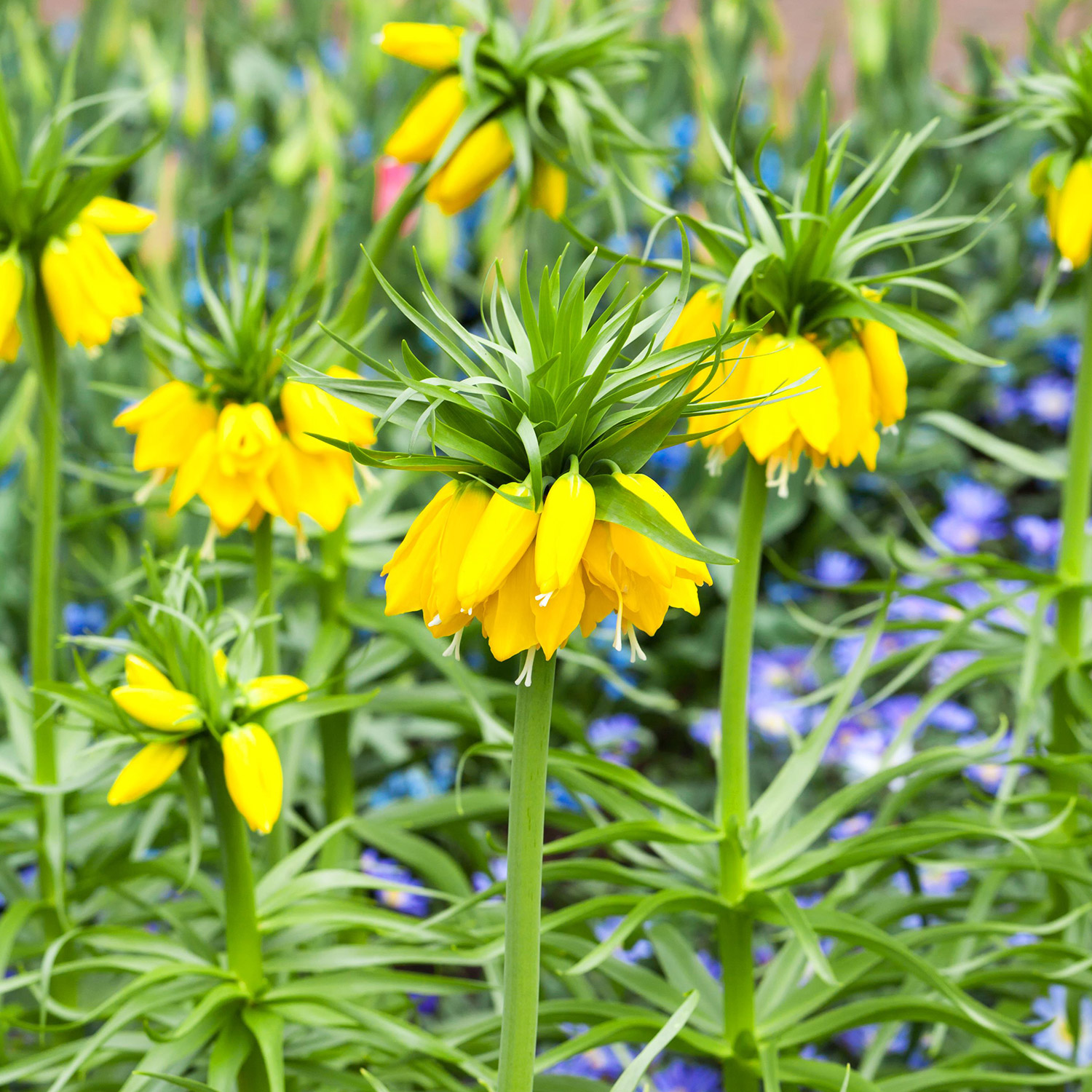 Kaiserkrone 'Lutea' (gelb) - 1 Stück