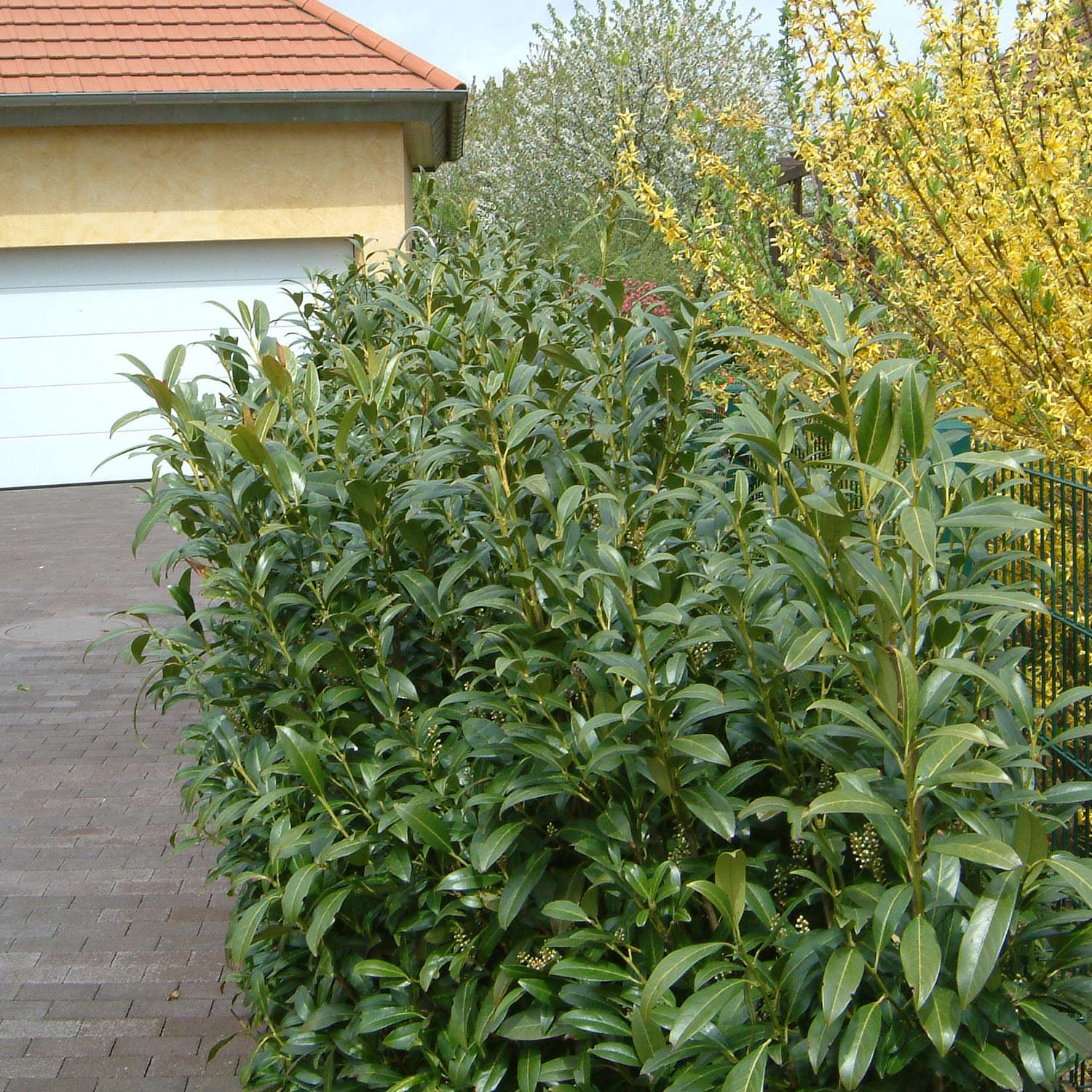 Kirschlorbeer 'Winterstar®'