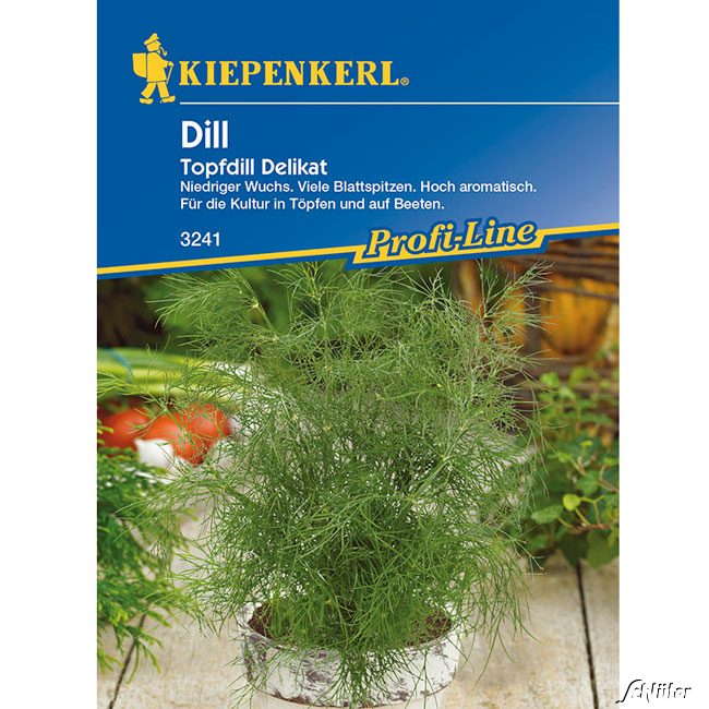 Dill Topfdill Delikat