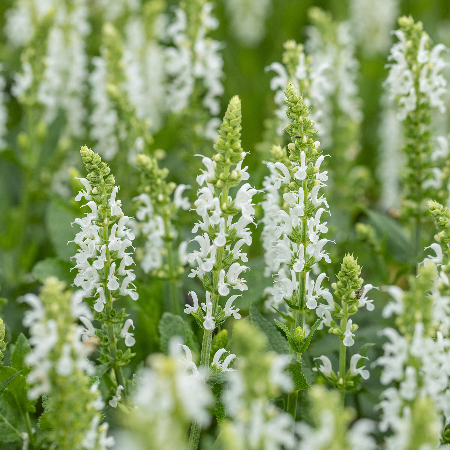 Kategorie <b>Produkt ohne Kategoriezuordnung </b> - Blüten-Salbei &#039;Schneehügel&#039; 9 cm Topf Lieferform: Im 9 cm Topf - Salvia nemorosa &#039;Schneehügel&#039;