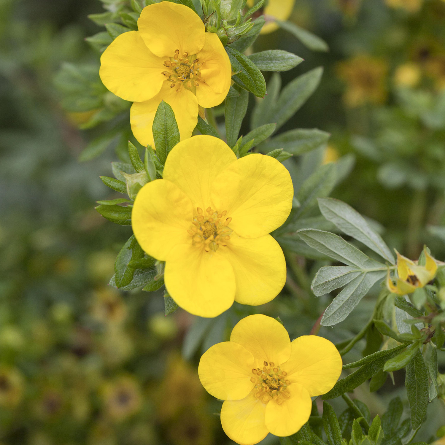 Kategorie <b>Produkt ohne Kategoriezuordnung </b> - Fingerstrauch &#039;Dakota Sunspot&#039; ® Liefergröße: 30 - 40 cm - Potentilla fruticosa &#039;Dakota Sunspot&#039; ®