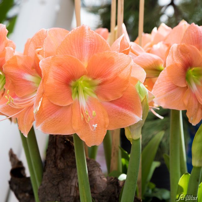 Amaryllis 'Lachs'